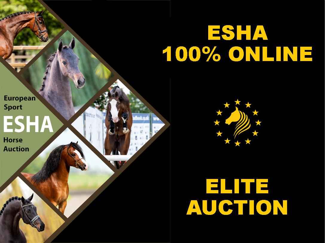 European Sport Horse Auction vzw Home