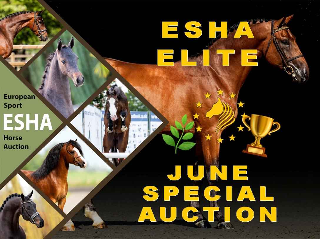European Sport Horse Auction vzw Veiling overzicht