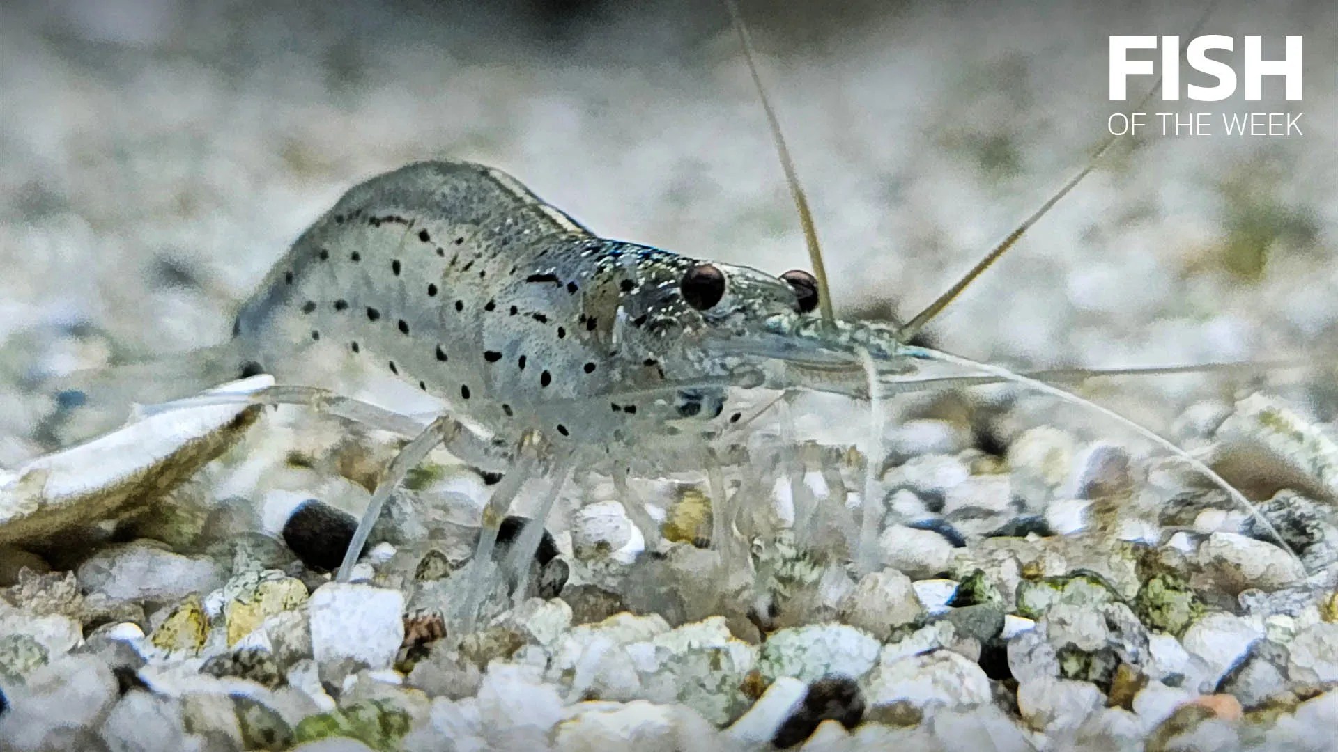 Amano shrimp • Think smart, think eSHa!