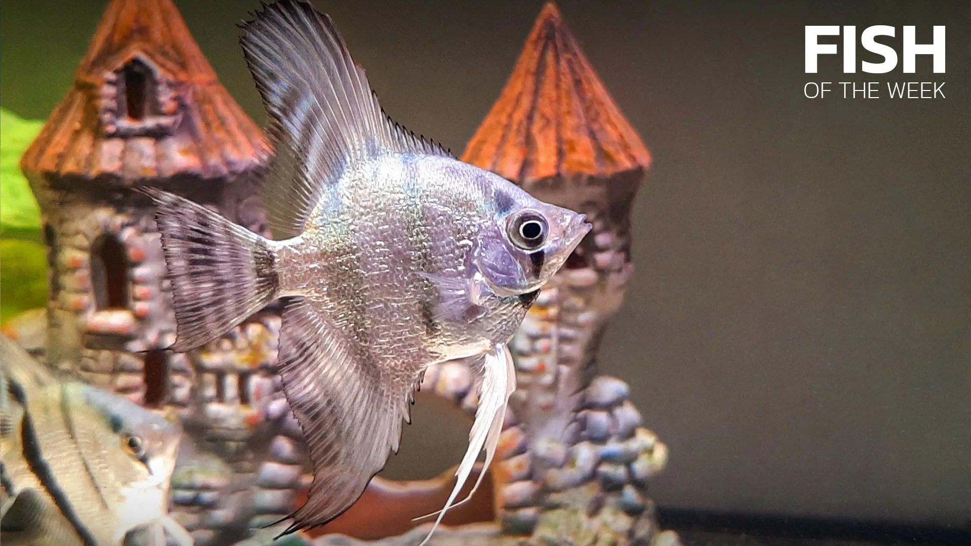 Angelfish • Think smart, think eSHa!