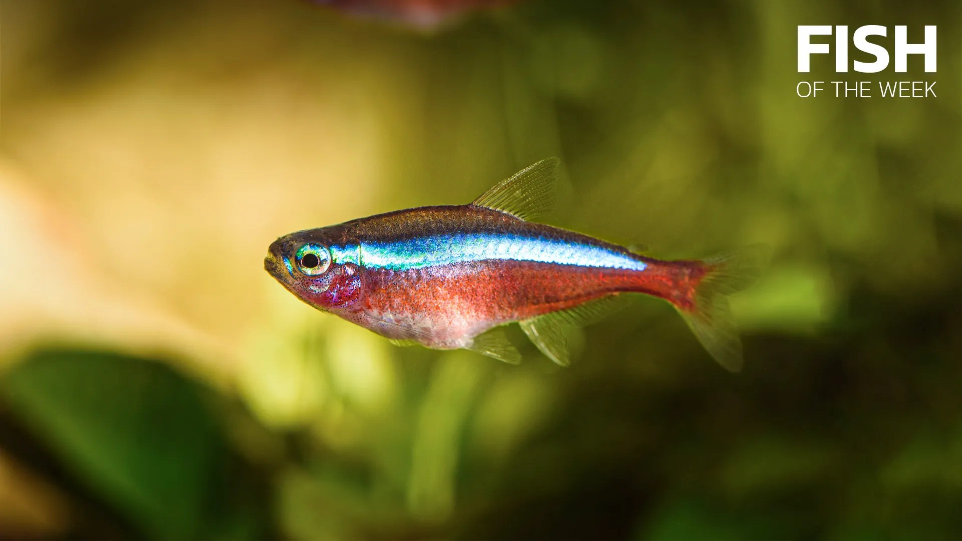 Cardinal Tetra • Think smart, think eSHa!