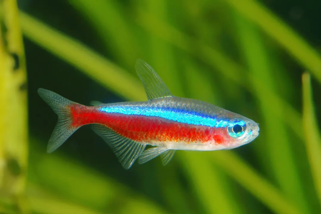 Cardinal Tetra • Think smart, think eSHa!
