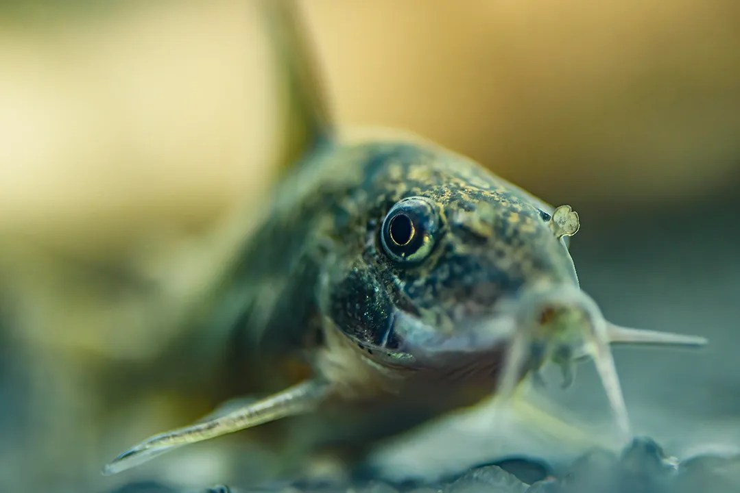 Corydoras catfish • Think smart, think eSHa!