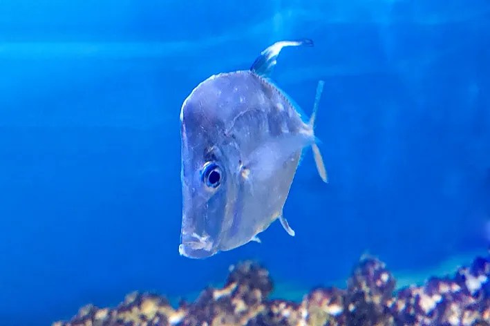 Lookdown fish • Think smart, think eSHa!