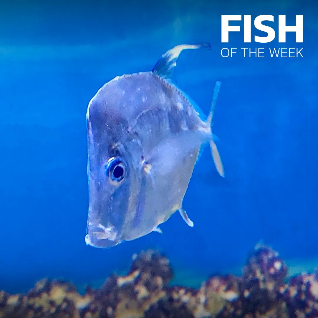 Lookdown fish • Think smart, think eSHa!