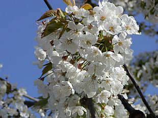 Negozio Bonsai Semi Di Ciliegio Selvatico Prunus Avium