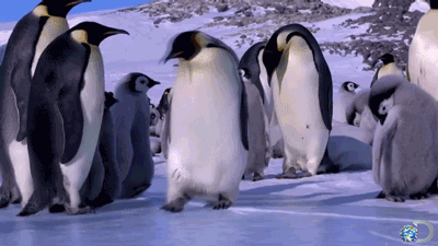 Penguin Fallover