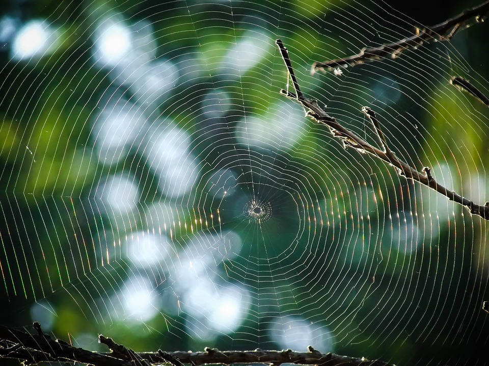 10 Epic Examples Of Mathematics In Nature Eskify
