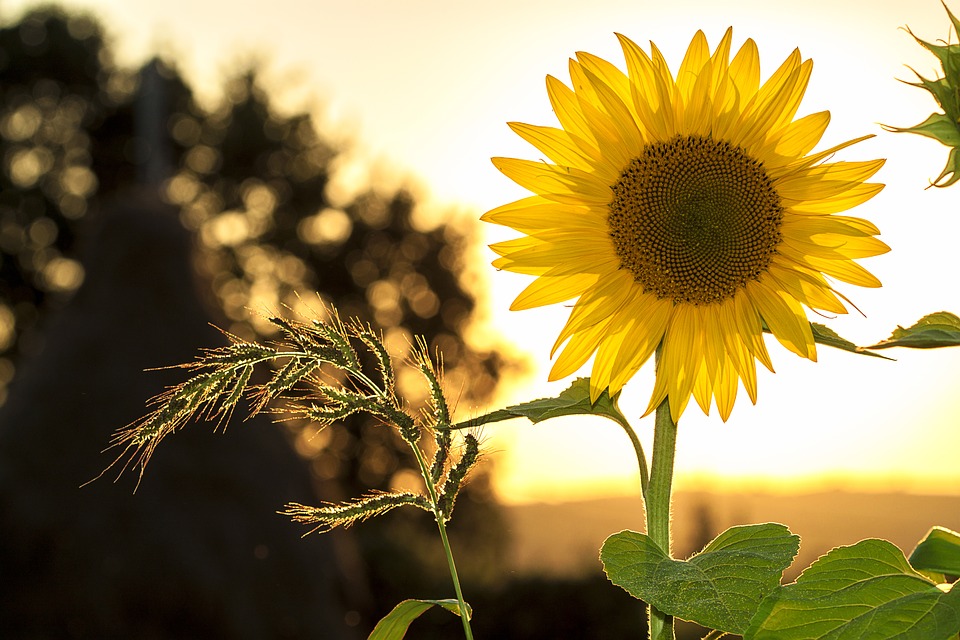 10 Epic Examples Of Mathematics In Nature Eskify