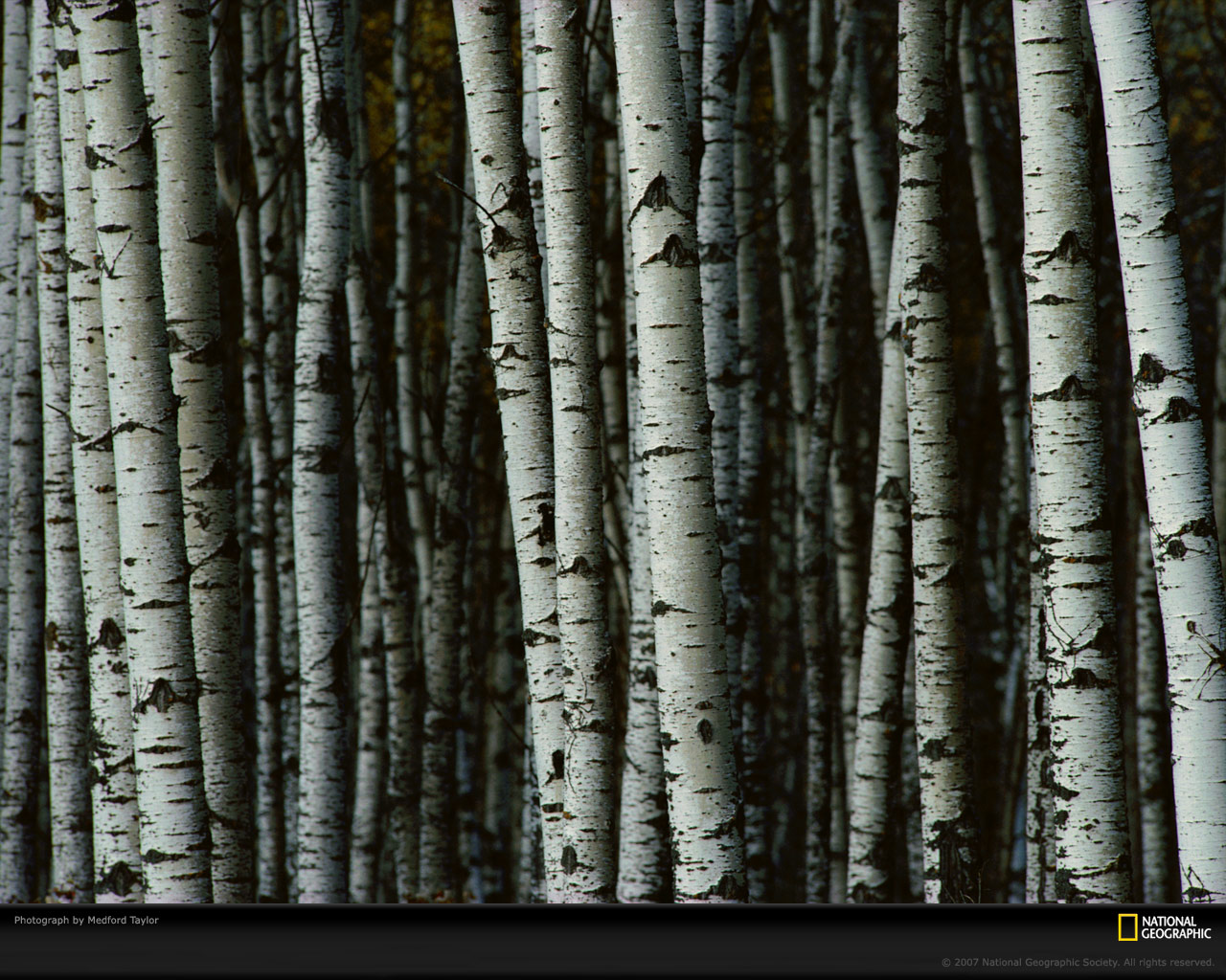 Birch Tree Background wallpaper 1280x1024 29490