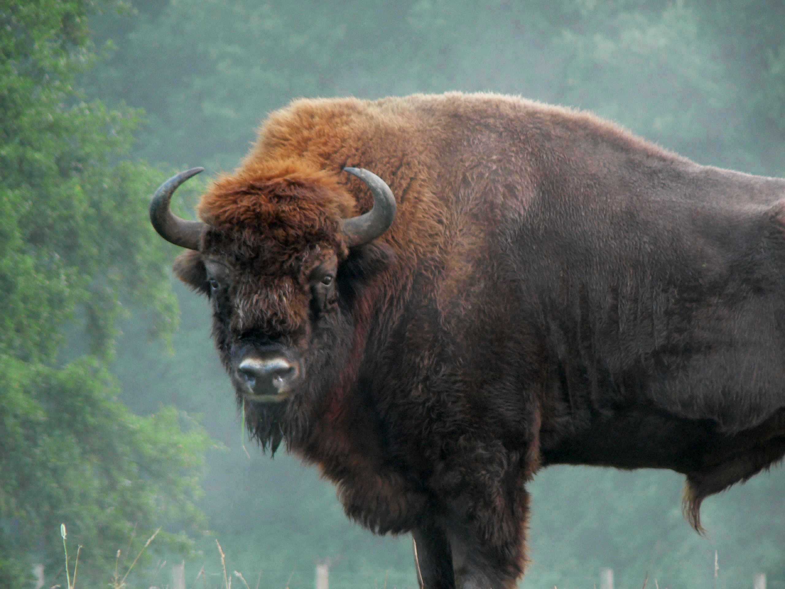Bison wallpaper 2560x1920 45751