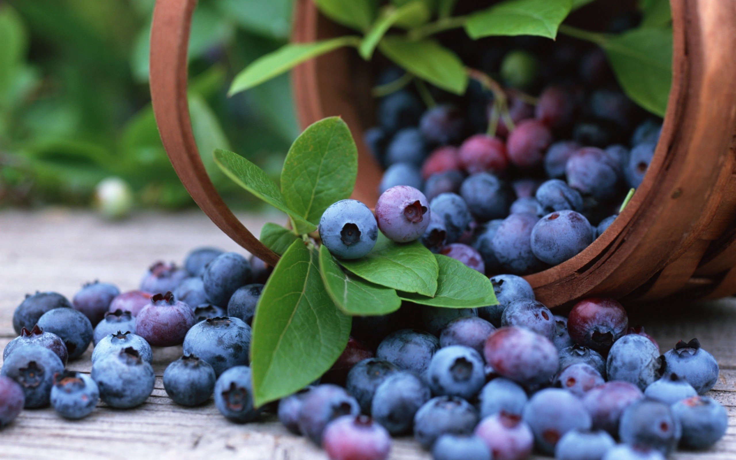 Blueberries wallpaper 2560x1600 66832