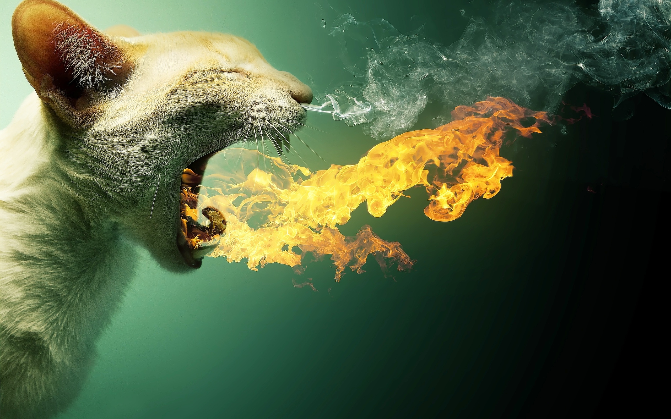 Funny HQ wallpapers and pictures