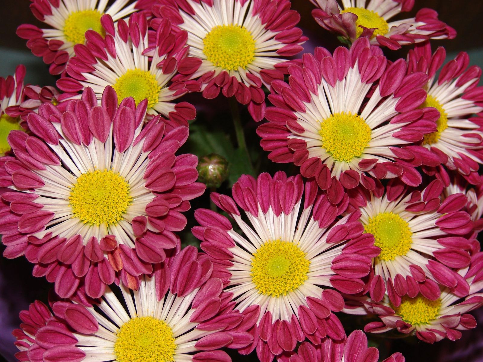 Chrysanthemums wallpaper 1600x1200 66348