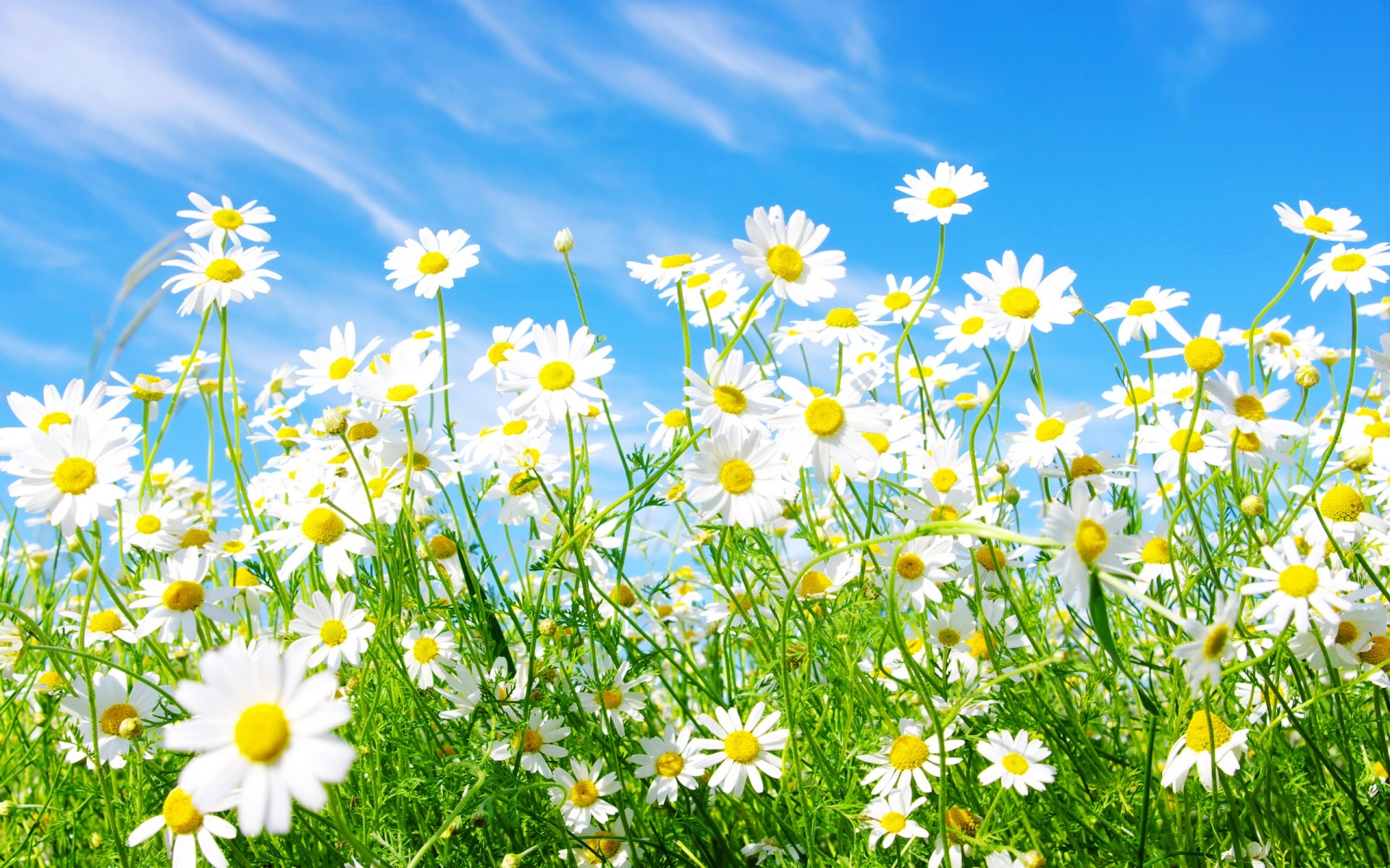 Daisies Background wallpaper 1920x1200 4873