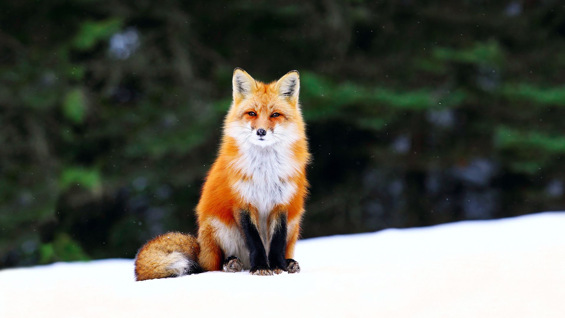 Fox wallpaper 1920x1080 46186
