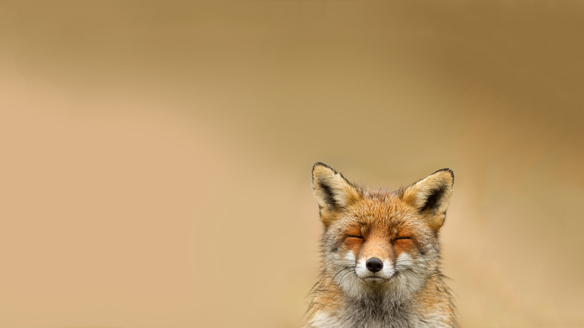 Fox Background wallpaper 1920x1080 13041
