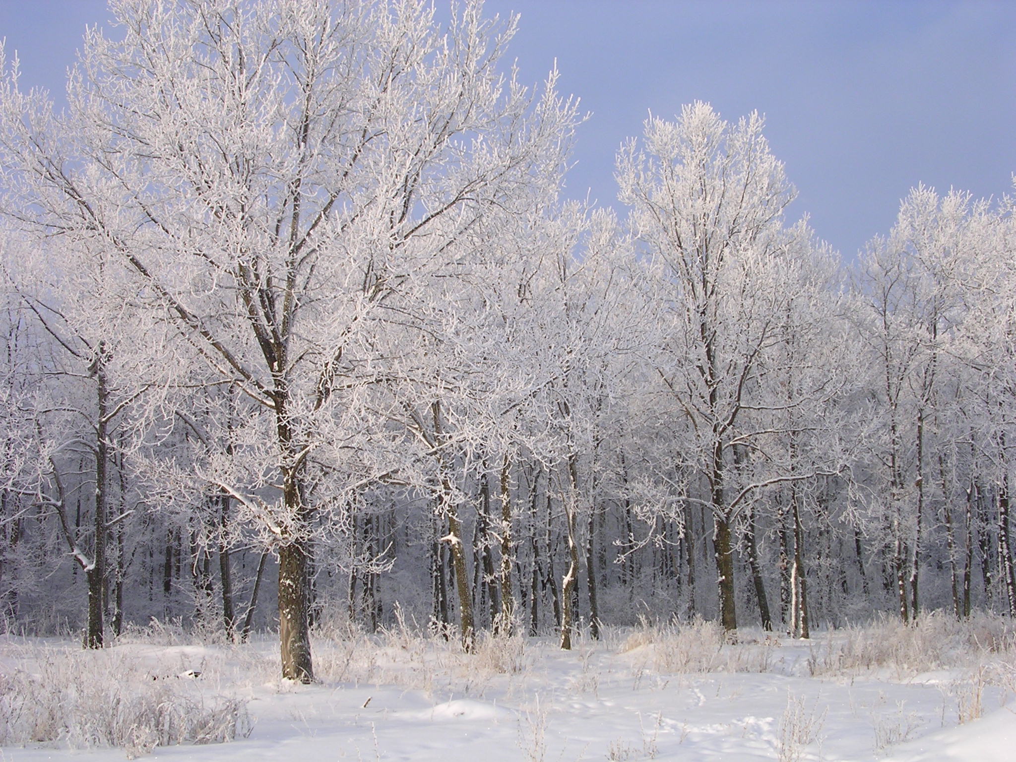 Frost wallpaper | 2048x1536 | #70491