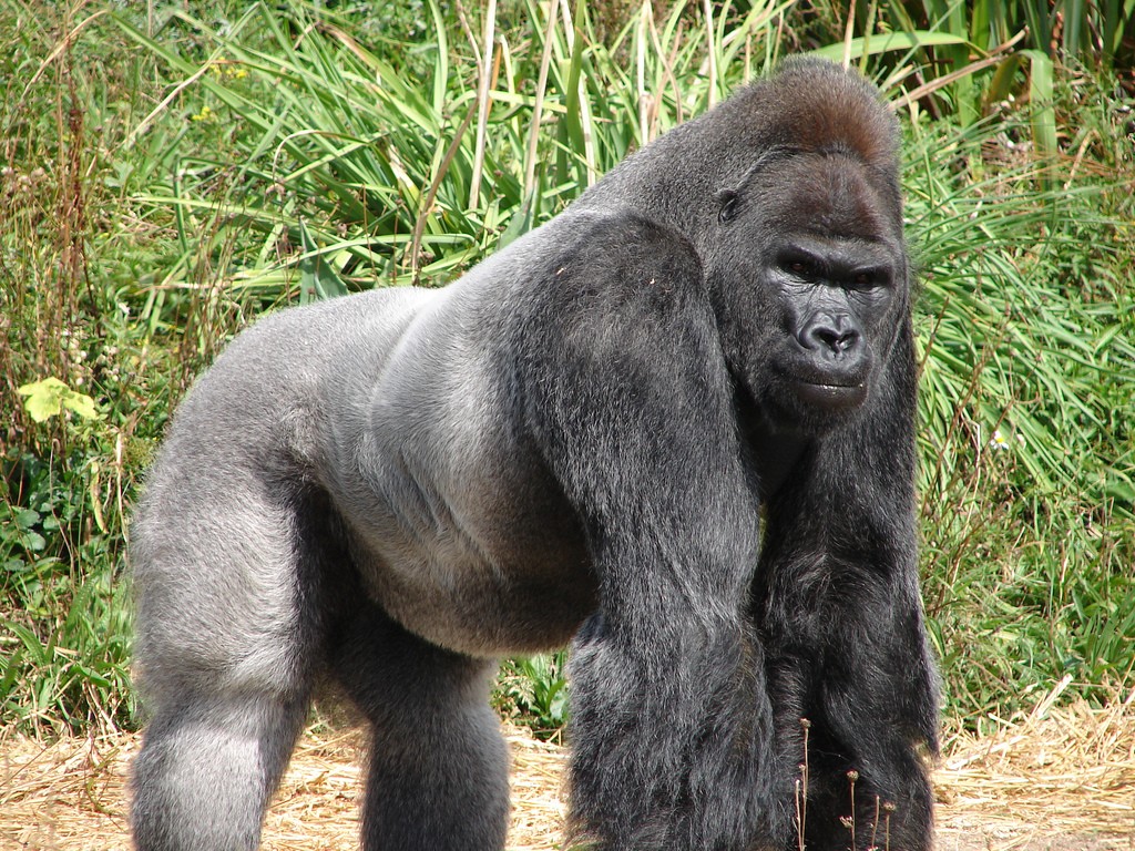 Gorilla wallpaper 1024x768 470