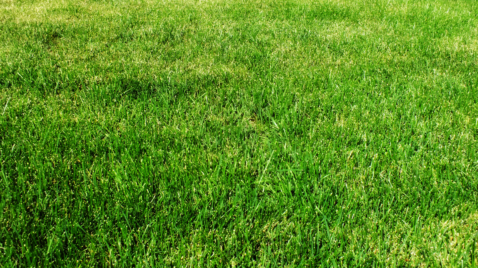 Grass wallpaper 1920x1080 70545