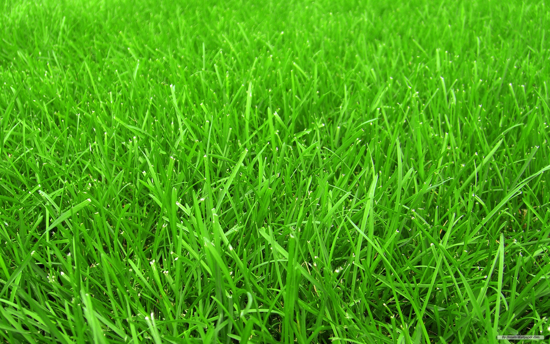 Grass Backgrounds wallpaper 1920x1200 80776