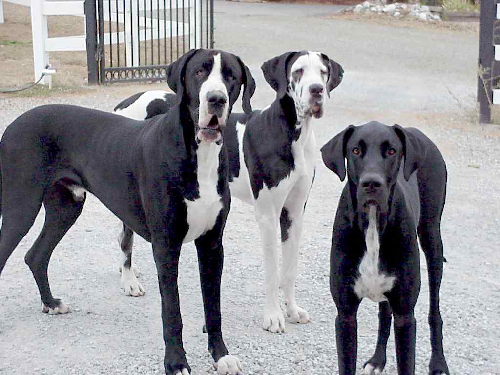 Great Dane wallpaper 1024x768 58545
