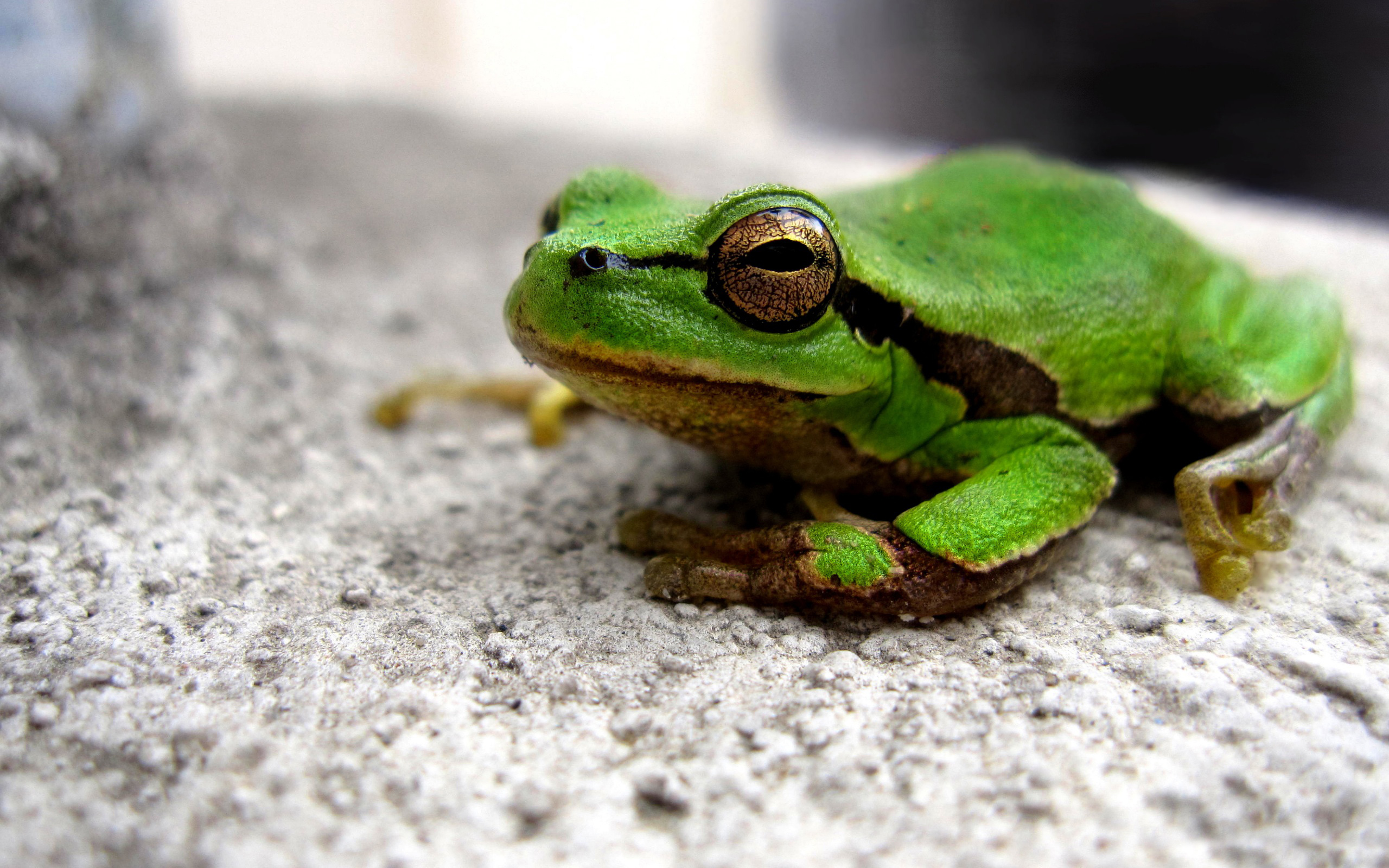 Green Frog wallpaper 2560x1600 74734