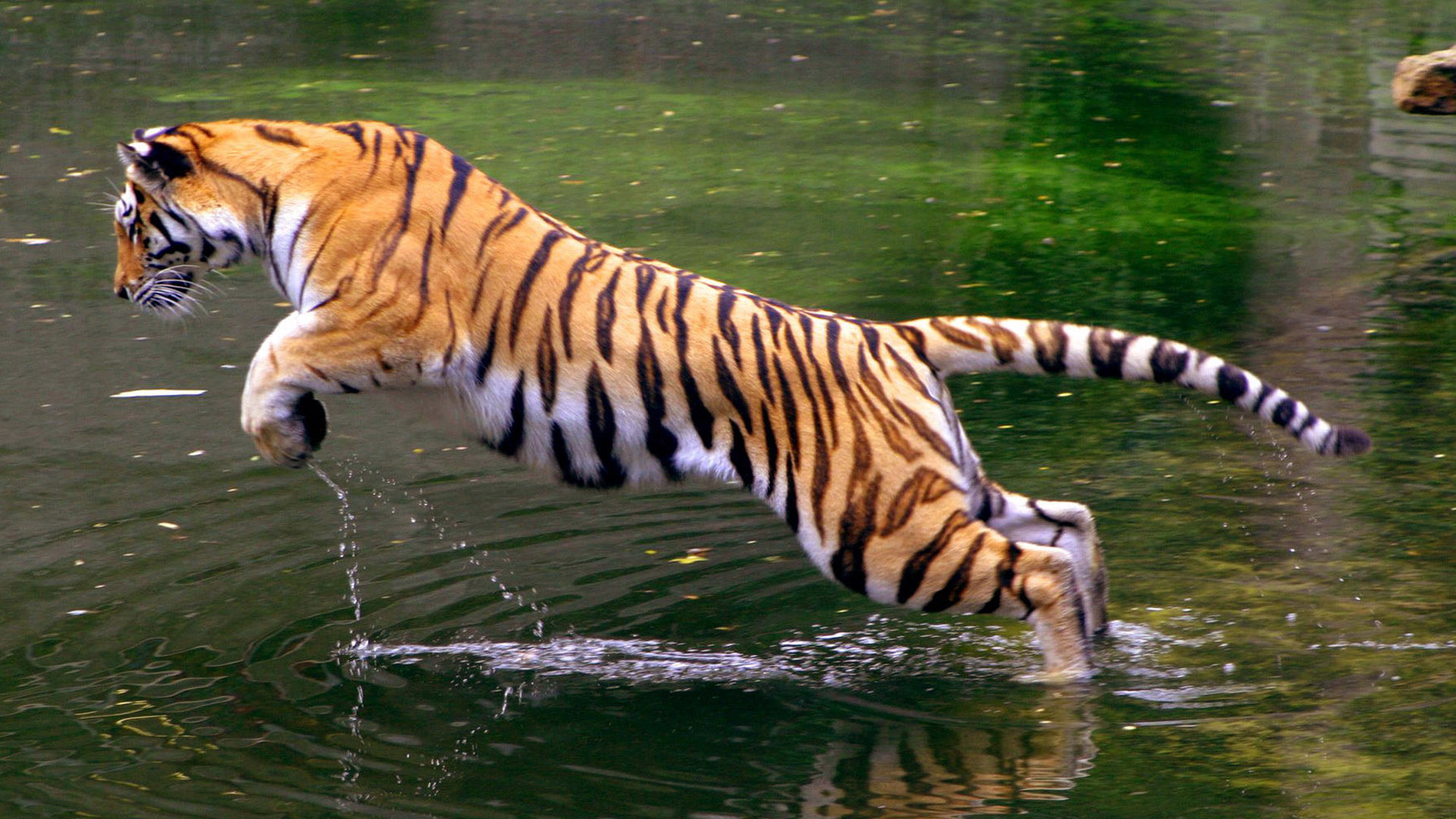 Jumping tiger wallpaper 1920x1080 13503