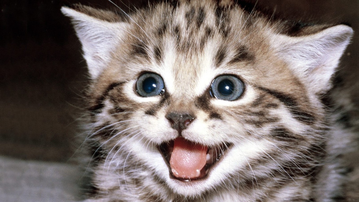 Kitty cat wallpaper 1366x768 13555