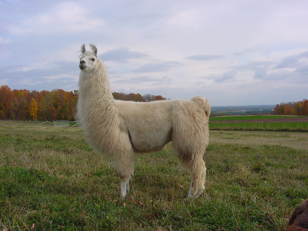 Lama wallpaper 1024x768 13604