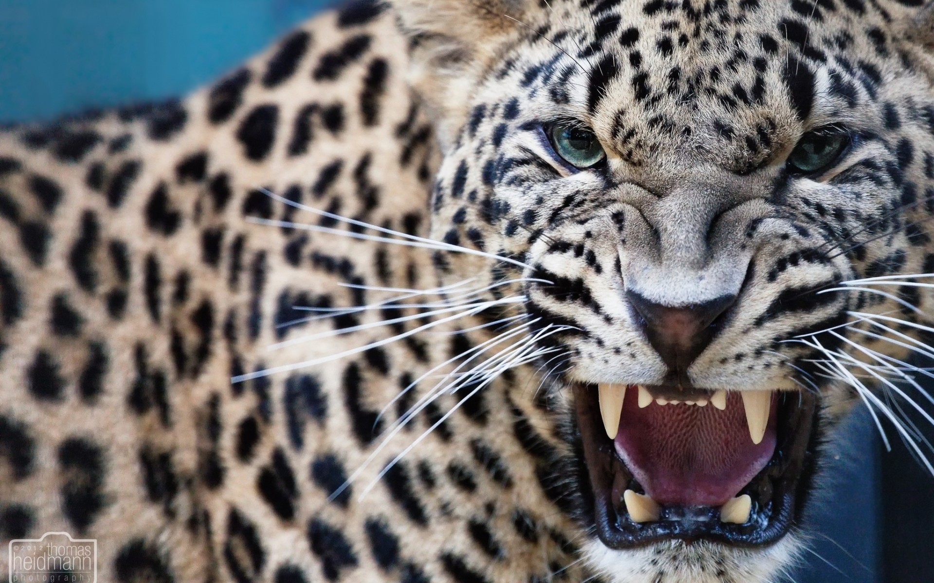 Leopard predator wallpaper 1920x1200 13638