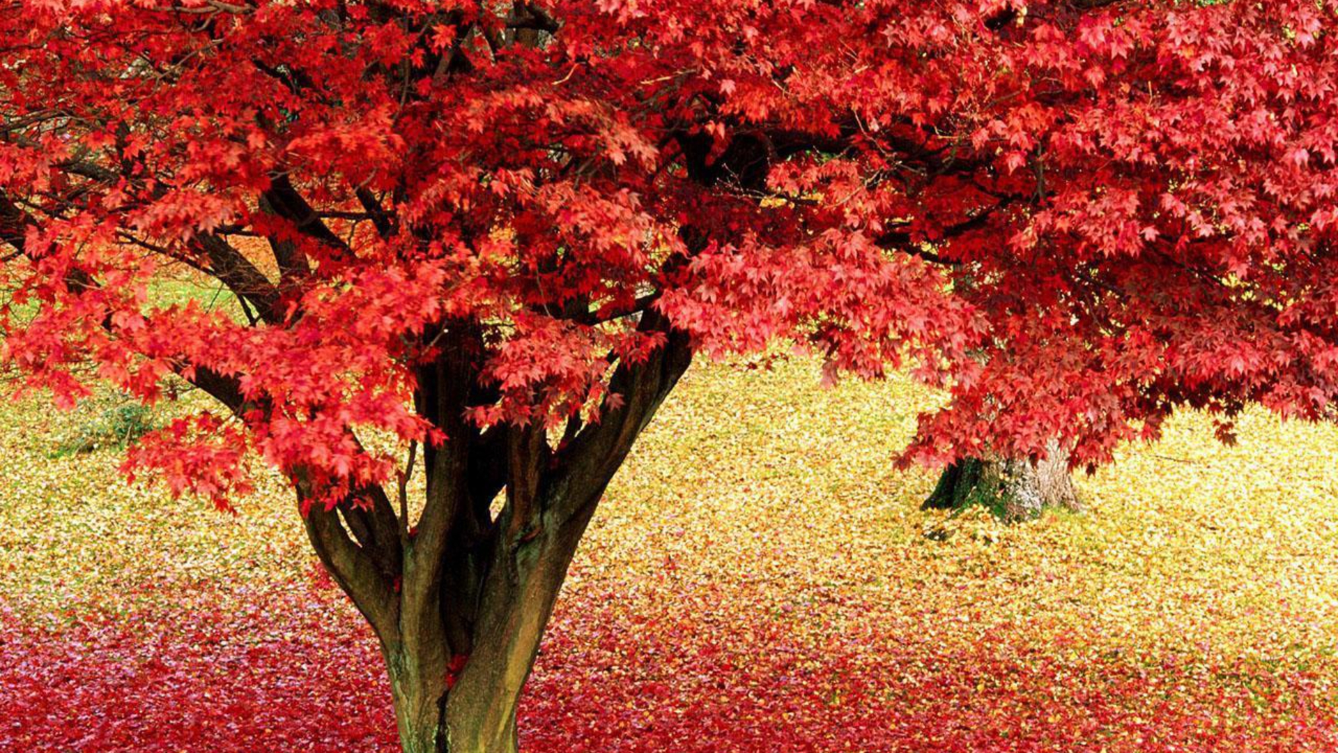 Maple Tree wallpaper 1920x1080 84131