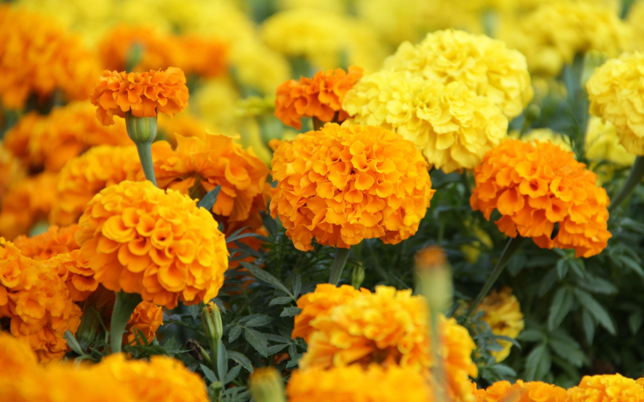 Marigold wallpaper 2560x1600 78322