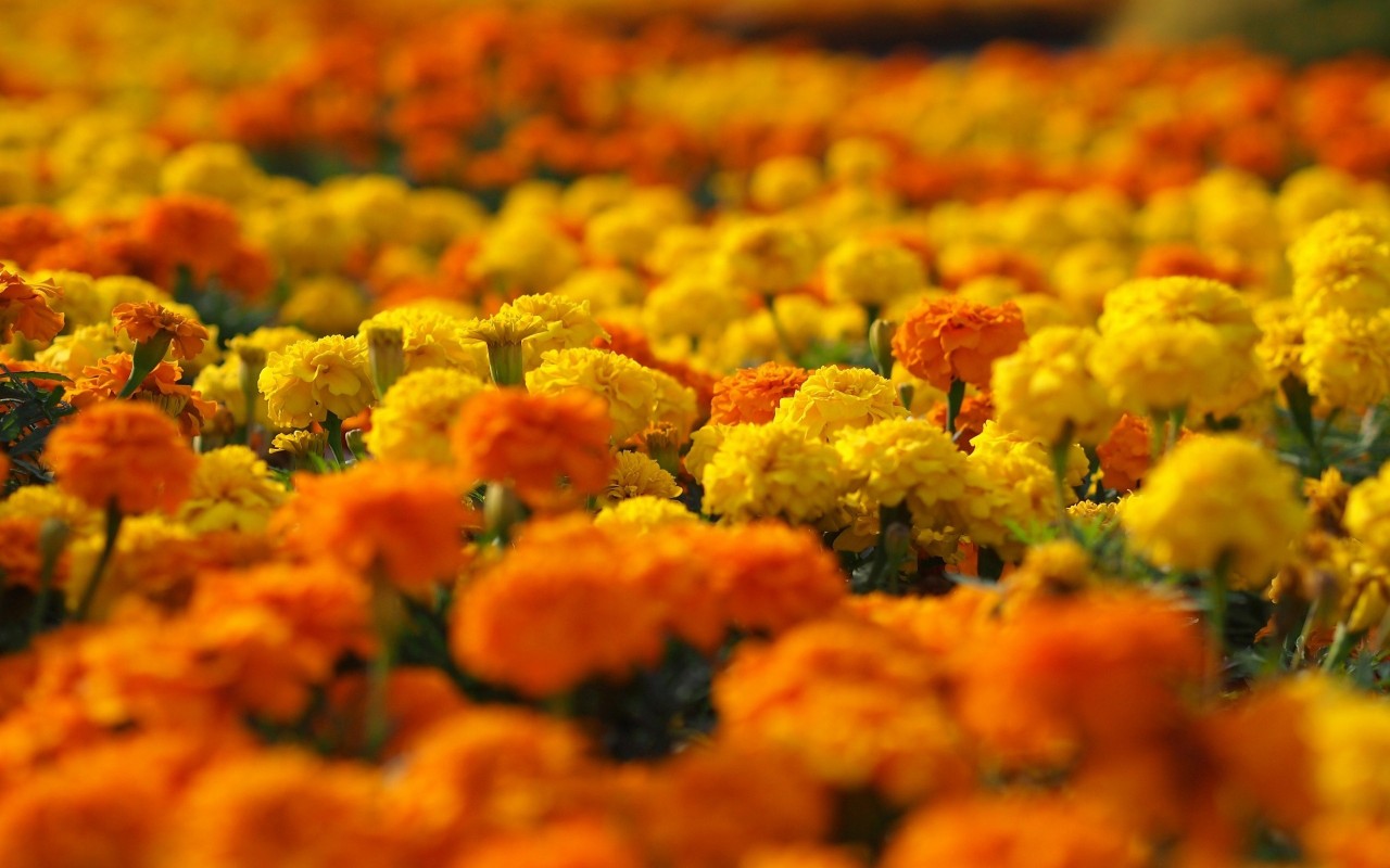 Marigold Background wallpaper 1280x800 23268