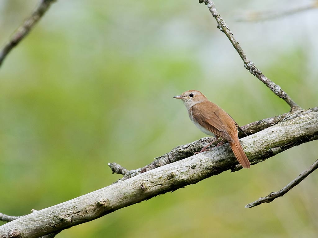 Nightingale wallpaper 1024x768 58828