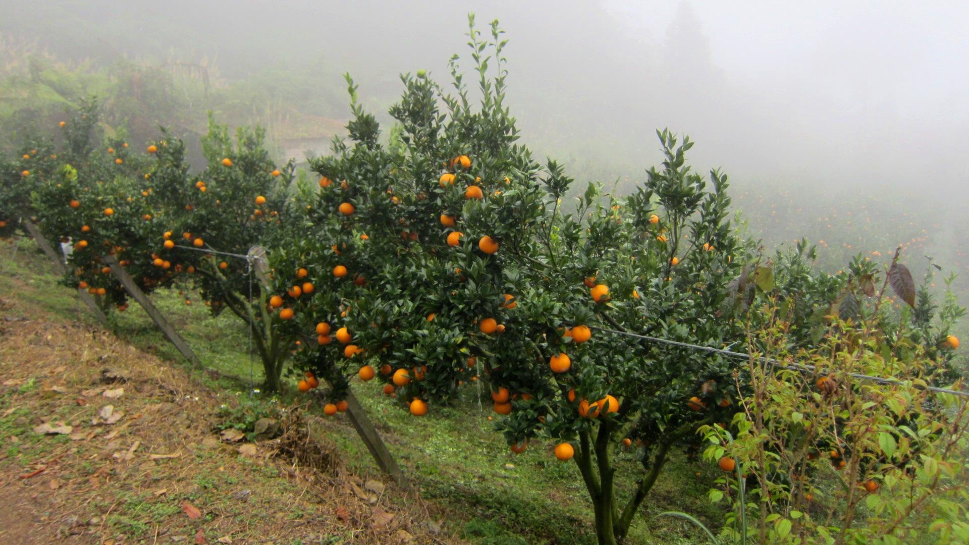 Orange Trees wallpaper 1920x1080 31228