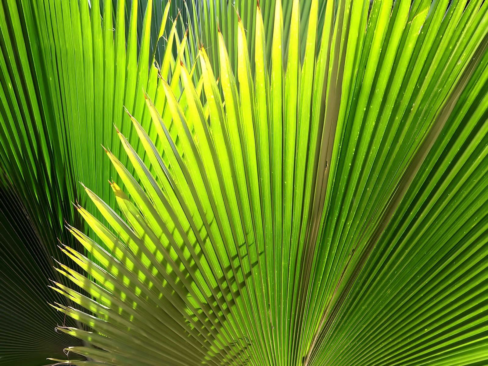 Palm Leaf wallpaper 1600x1200 8421