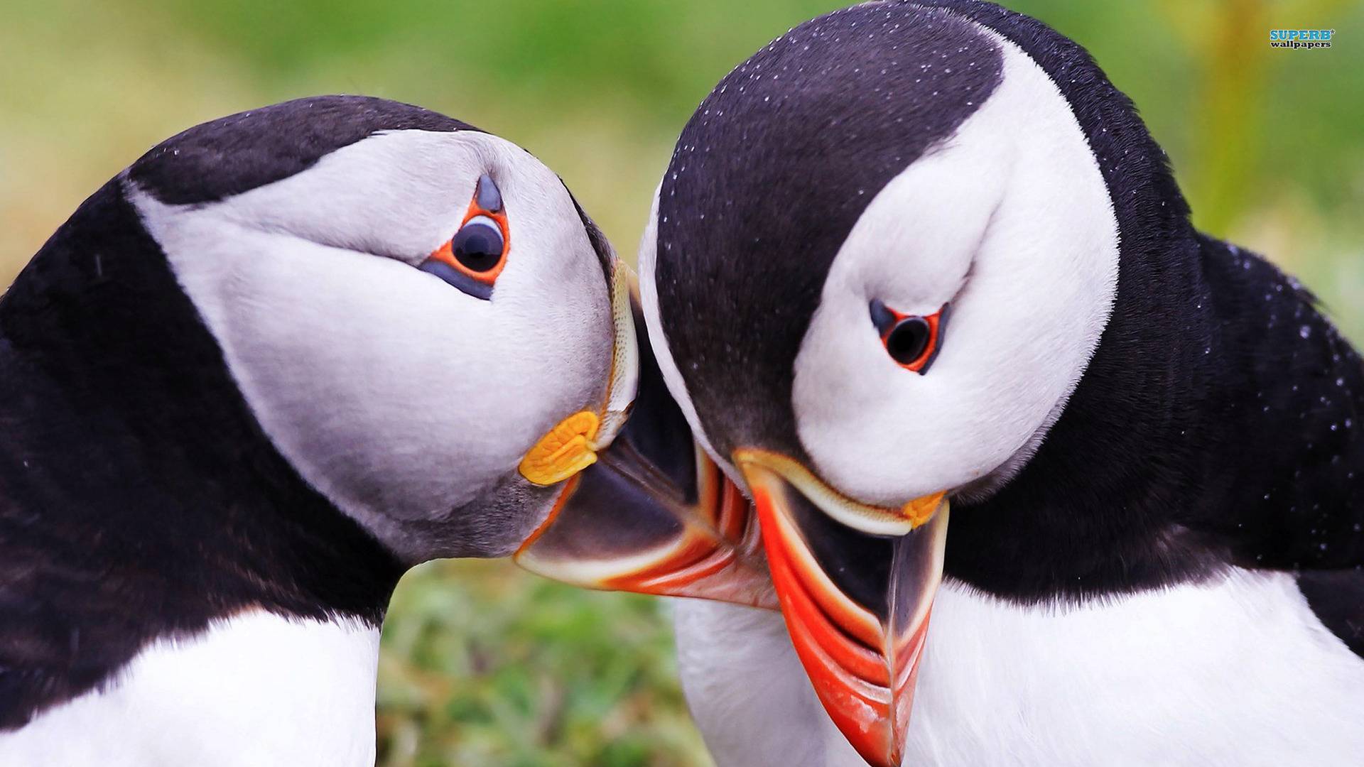 Puffins wallpaper 1920x1080 74961