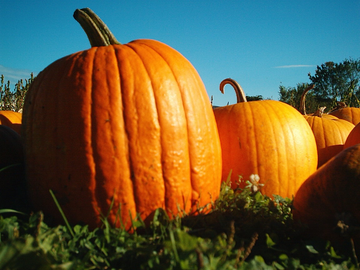 Pumpkins wallpaper | 1152x864 | #79364