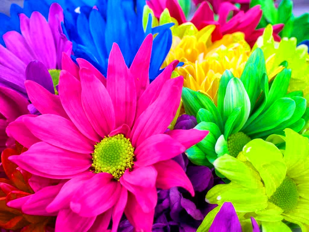 Rainbow Flower wallpaper 1024x768 73876