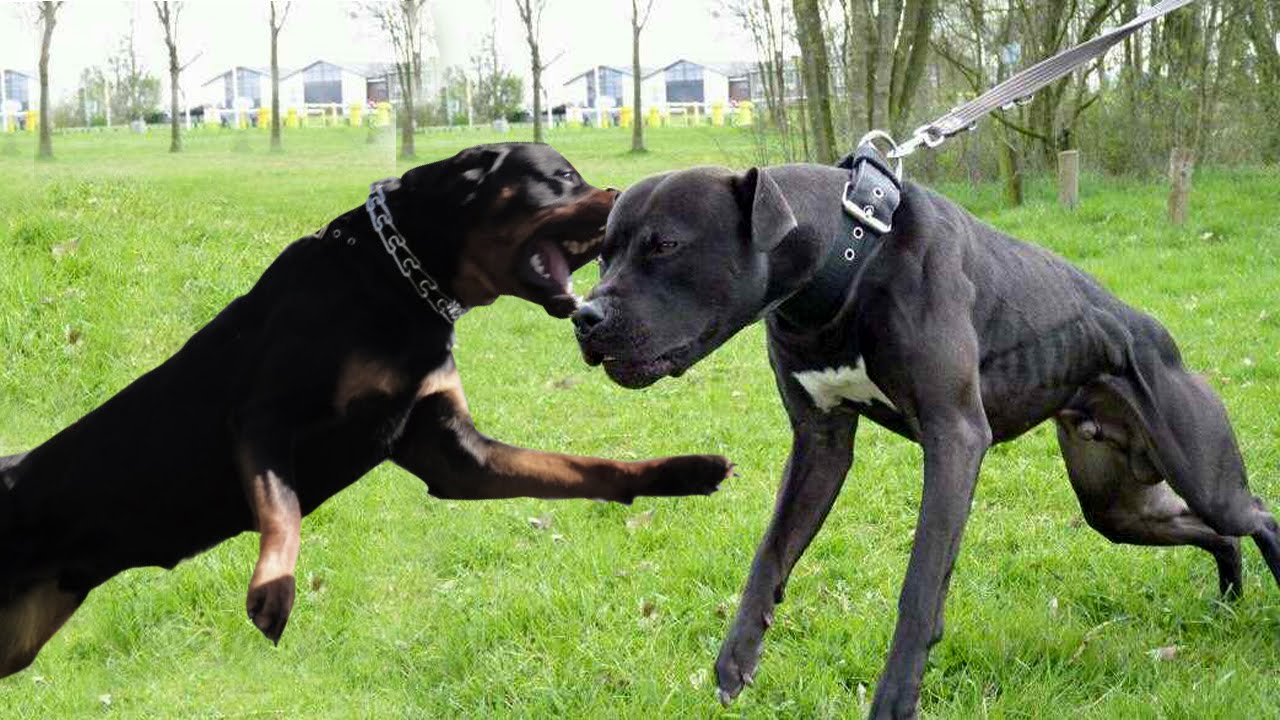 Rottweiler wallpaper 1280x720 58968