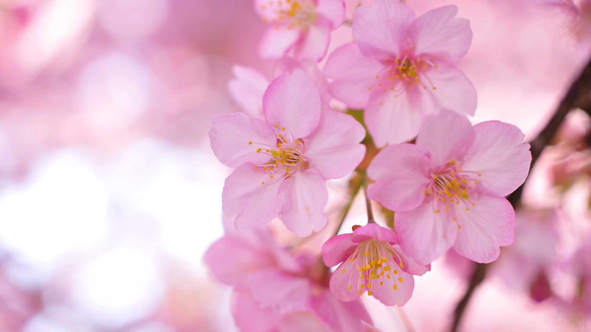 Sakura wallpaper 1920x1080 59426