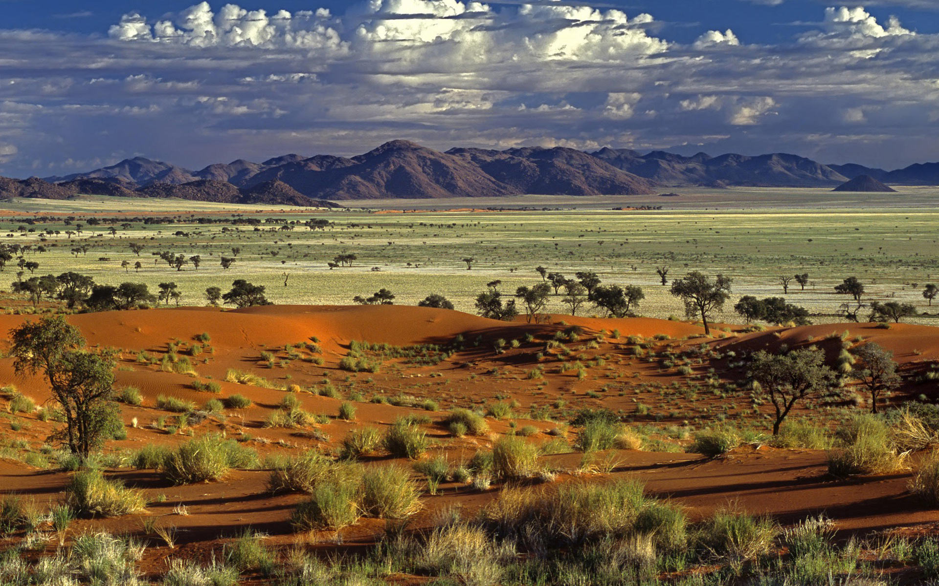 Savannah wallpaper 1920x1200 59002