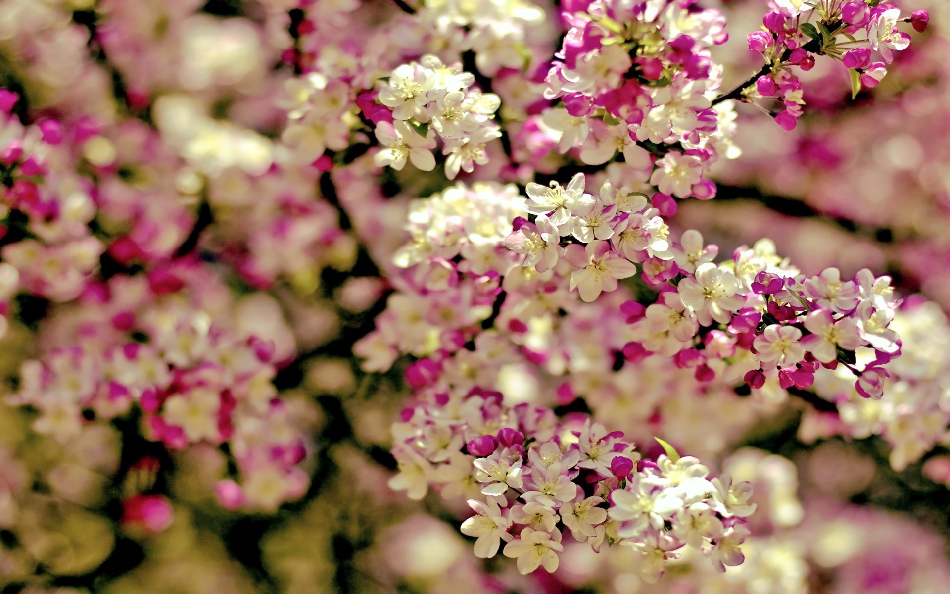 Spring flowers tree wallpaper 1920x1200 31853