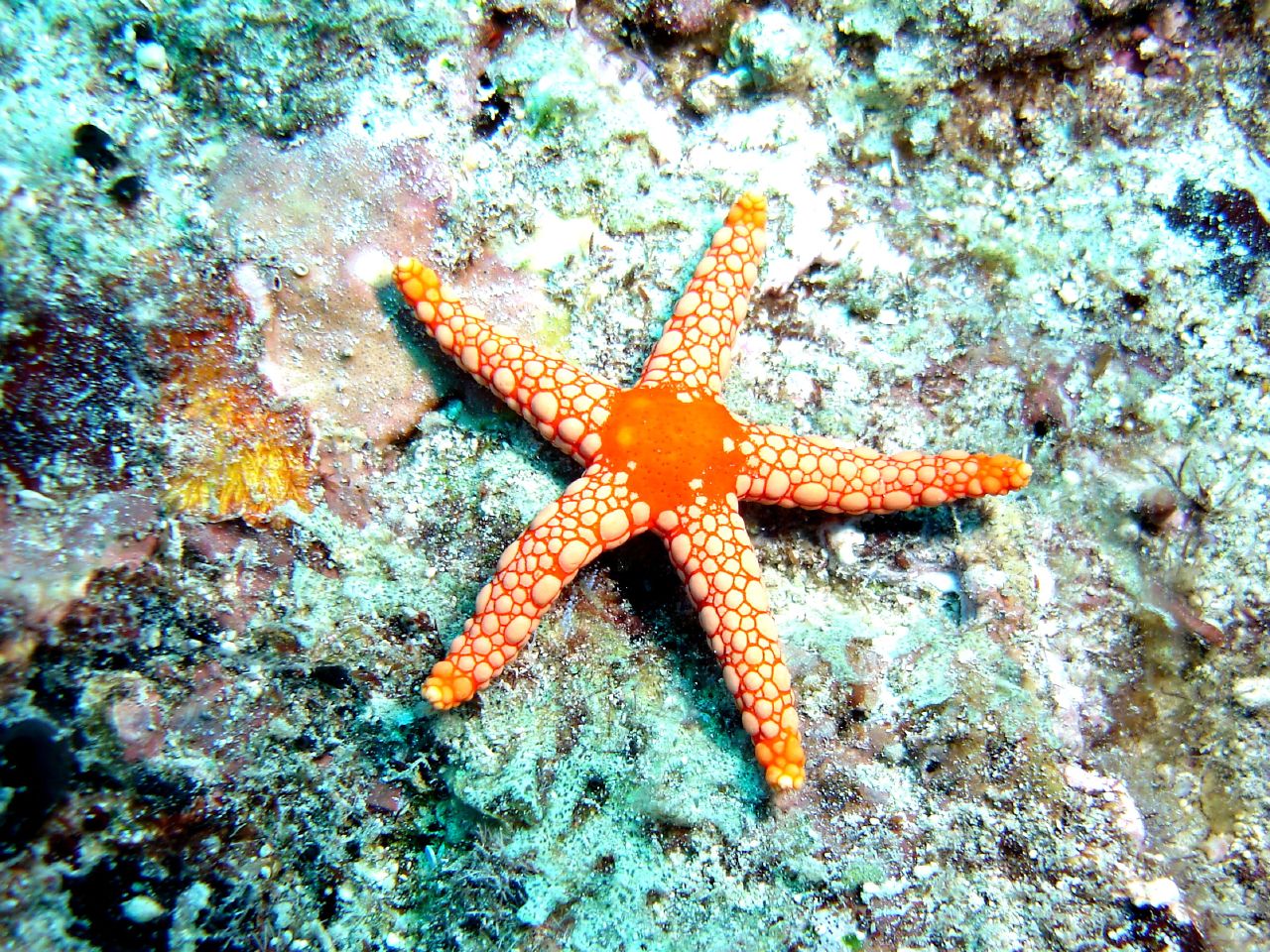 Starfish wallpaper | 1280x960 | #6617