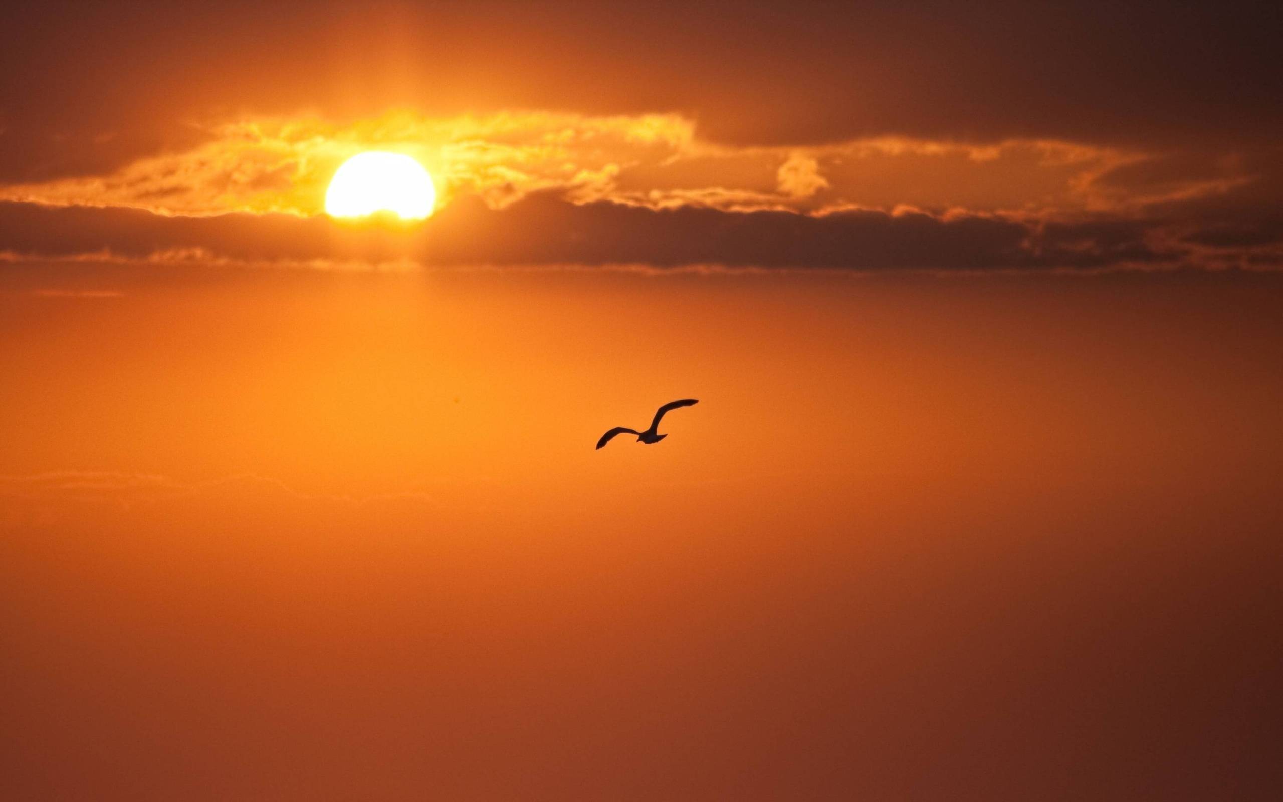 Sunset Bird wallpaper 2560x1600 14386