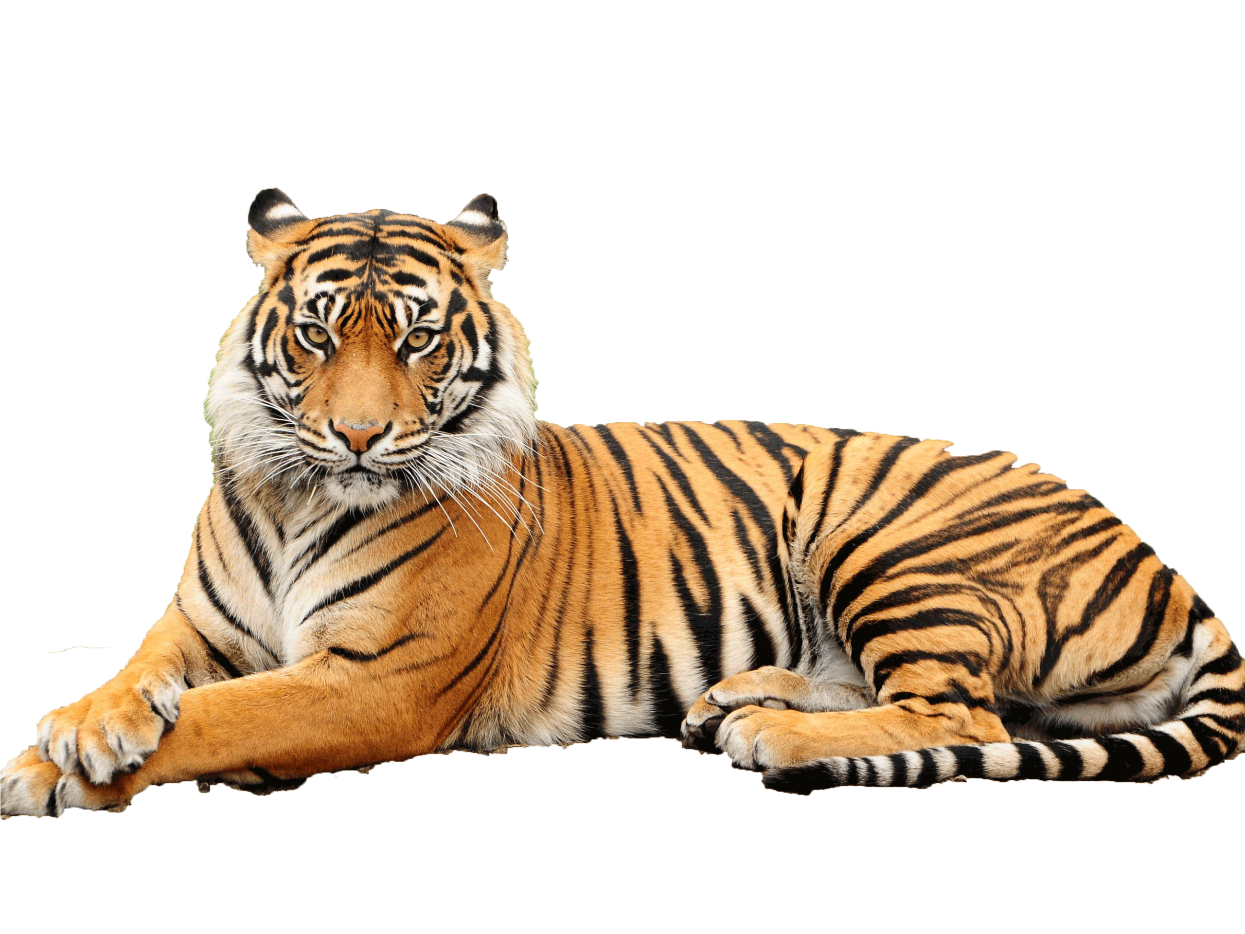 Tiger wallpaper 2560x1920 36740