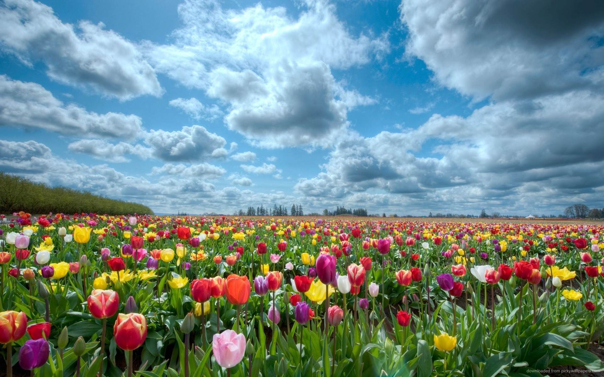 Tulip Fields wallpaper 1920x1200 55467