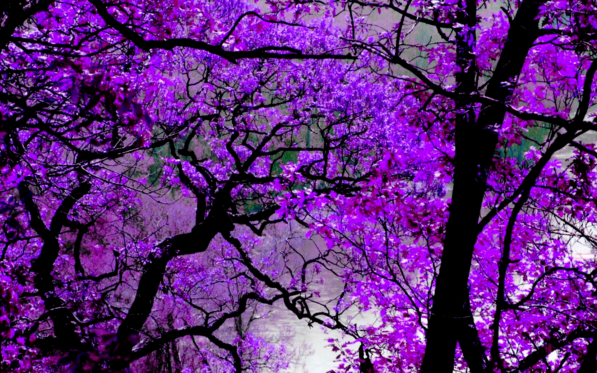 Violet wallpaper 1920x1200 6379