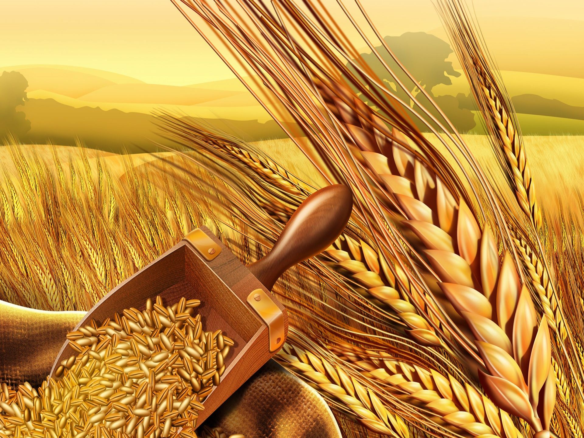 Wheat wallpaper 1920x1440 70854